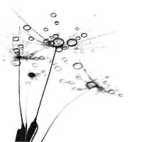 Makroaufnahme von Pusteblumen mit Tautropfen in Schwarz-Weiss – Motiv „Delion“ für Lamellenvorhänge